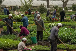        عمال زراعة الحدائق والبساتين والمشاتل والصوب (الحضانات ) 